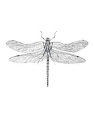 Dragonfly by Belgian artist Lieselot Cosijns - Limited edition poster print on high quality drawing paper.