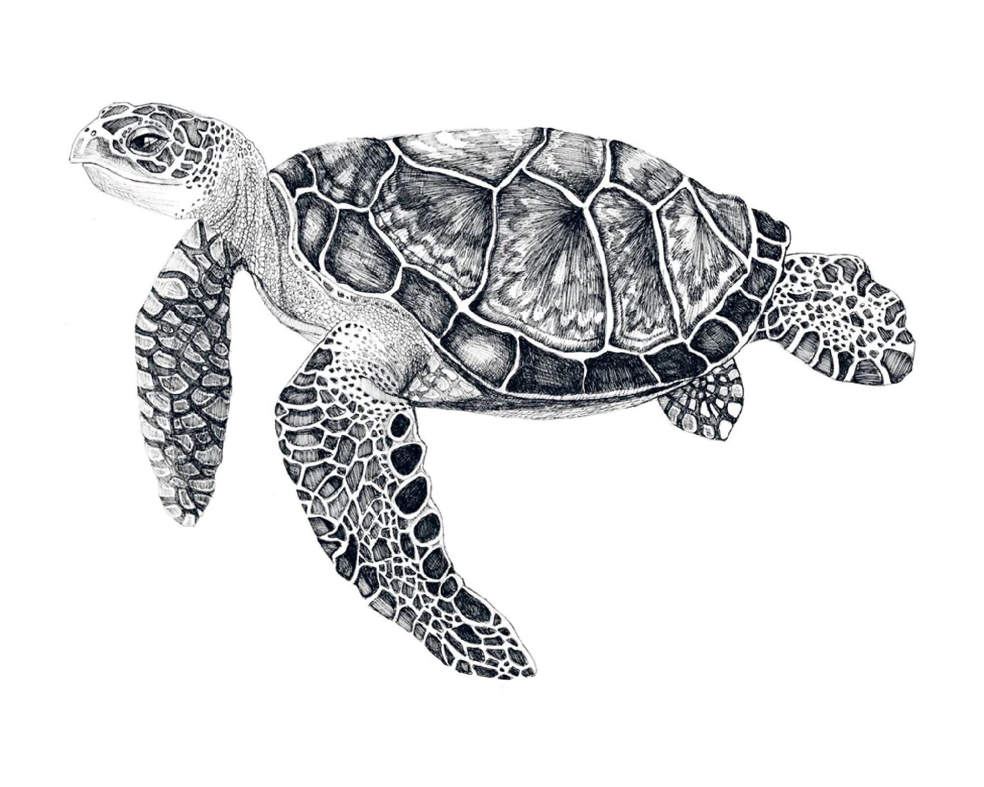 Turtle Tango by Belgian artist Lieselot Cosijns - Limited edition poster print on high quality drawing paper.