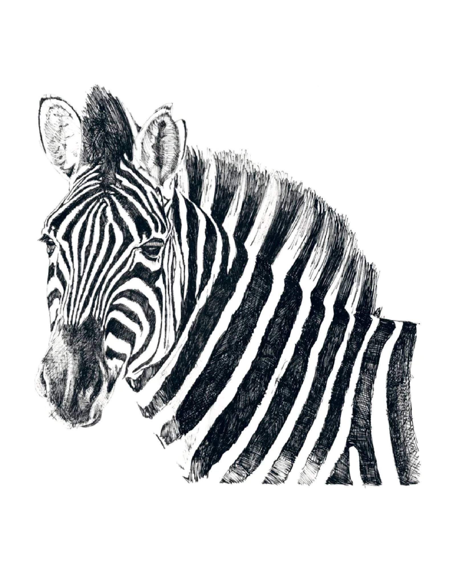 Zen Zebra by Belgian artist Lieselot Cosijns - Limited edition poster print on high quality drawing paper.